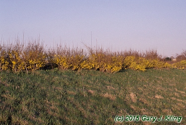 Forsythia x intermedia