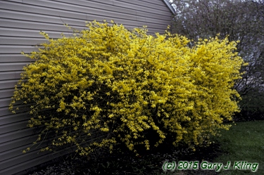 Forsythia x intermedia