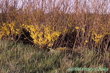 Forsythia x intermedia