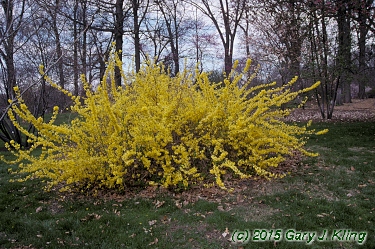 Forsythia x intermedia 'Beatrix Farrand'