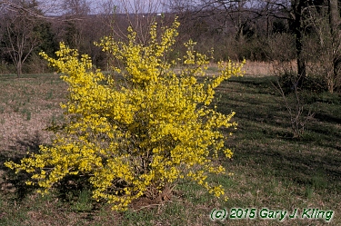 Forsythia x 'New Hampshire Gold'