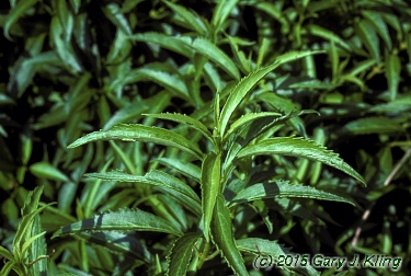 Forsythia viridissima 'Bronxensis'