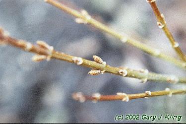 Forsythia viridissima 'Bronxensis'