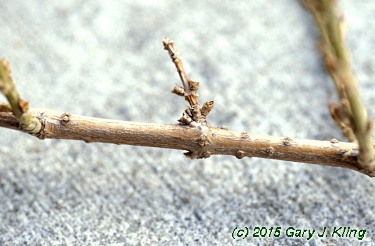 Forsythia viridissima 'Bronxensis'