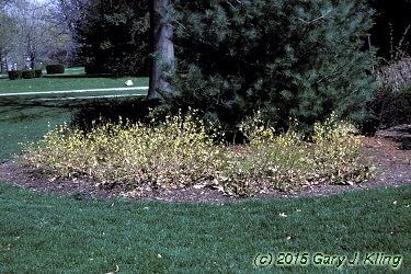 Forsythia viridissima 'Bronxensis'