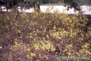 Forsythia viridissima 'Bronxensis'