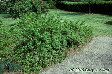Forsythia x 'Arnold Dwarf'