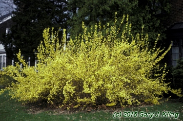 Forsythia x intermedia