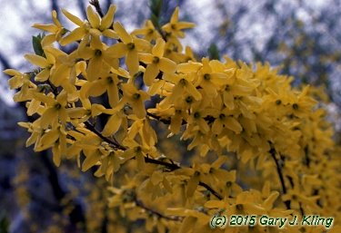 Forsythia x intermedia