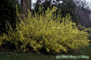 Forsythia x intermedia