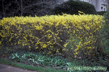 Forsythia x intermedia