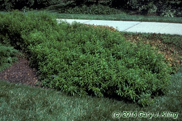 Forsythia viridissima 'Bronxensis'