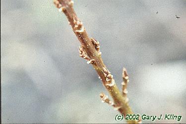 Forsythia viridissima 'Bronxensis'