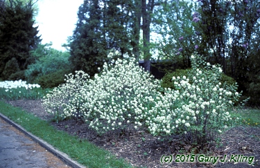 Fothergilla gardenii