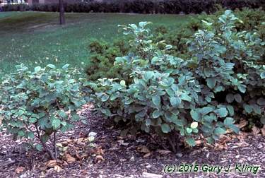 Fothergilla gardenii