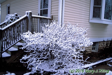 Fothergilla gardenii