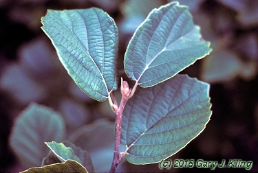 Fothergilla gardenii