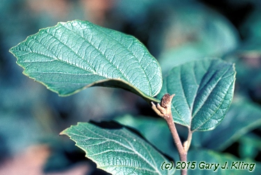 Fothergilla gardenii