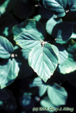 Fothergilla gardenii