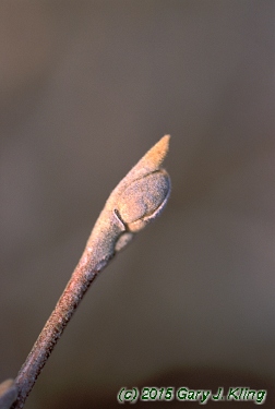 Fothergilla gardenii