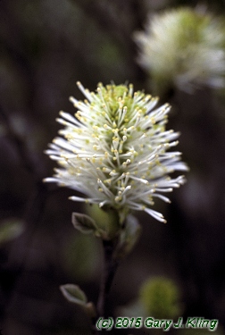 Fothergilla gardenii