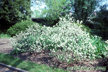 Fothergilla gardenii
