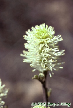 Fothergilla gardenii