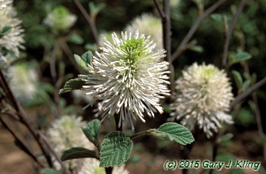 Fothergilla gardenii