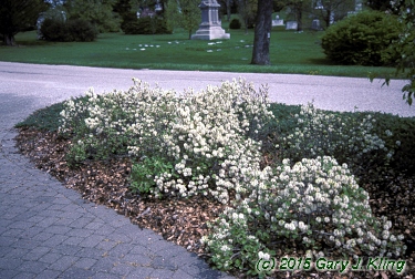 Fothergilla gardenii