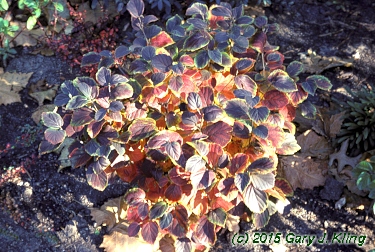 Fothergilla gardenii