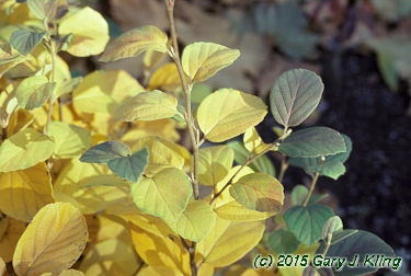 Fothergilla gardenii