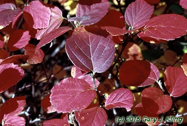 Fothergilla gardenii