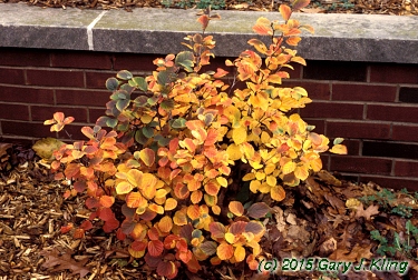 Fothergilla gardenii