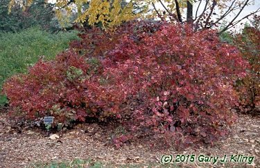 Fothergilla gardenii