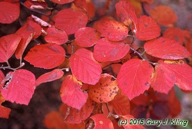 Fothergilla major