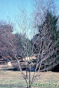 Franklinia alatamaha