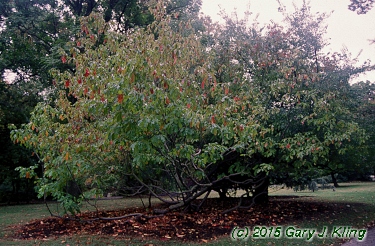 Franklinia alatamaha