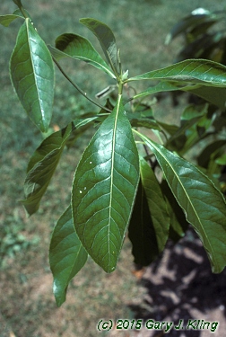 Franklinia alatamaha