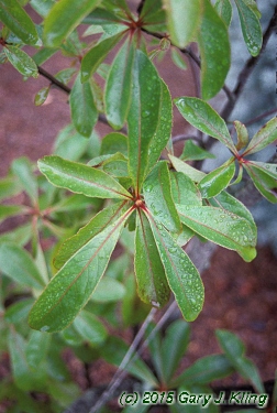 Franklinia alatamaha