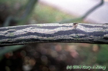 Franklinia alatamaha
