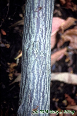 Franklinia alatamaha