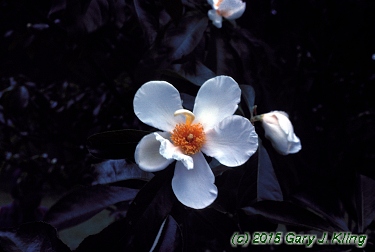 Franklinia alatamaha