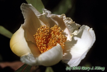 Franklinia alatamaha