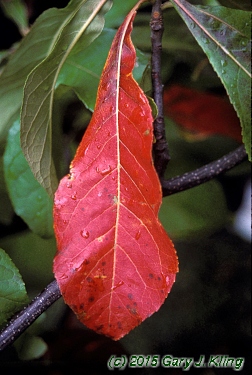 Franklinia alatamaha