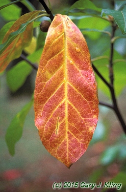 Franklinia alatamaha