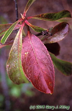 Franklinia alatamaha