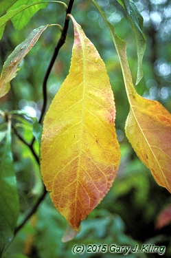 Franklinia alatamaha