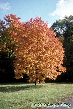 Fraxinus americana