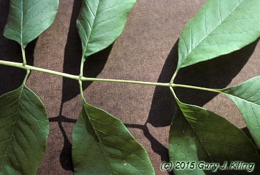 Fraxinus americana