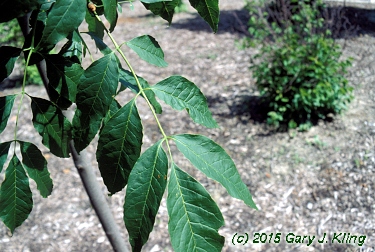 Fraxinus americana